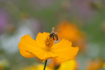 Close up of a honeybee gathering nectar on a yellow cosmos flower in autumn sunlight © Kazutaka