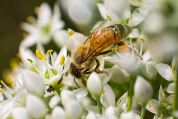 Honey Bee Collecting Nectar and Pollen from Delicate White Flowers Close up © yashis007