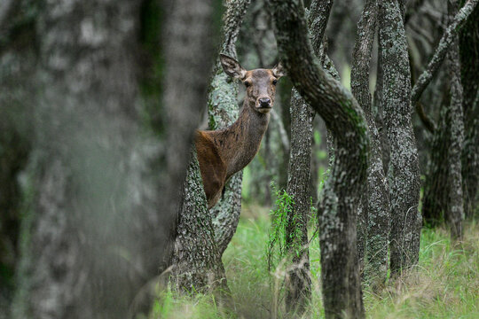 Red deer in Calden Forest environment, La Pampa, Argentina, Parque Luro, Nature Reserve