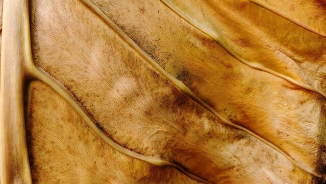 close up of brown leaf