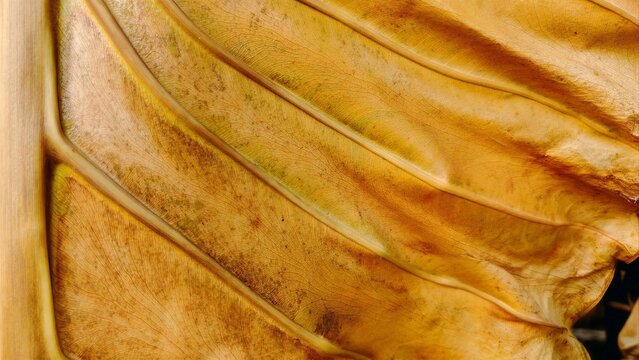 Close up texture of dried yellow taro leaf with detailed veins, natural background pattern