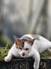 cat in the snow © Sanim 