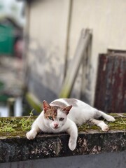 cat on the roof © Sanim 