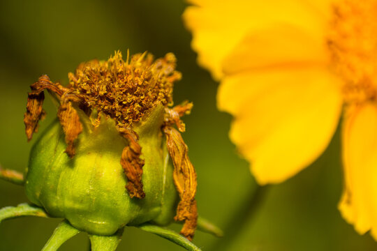 Macro Shot of Fading Flower Bud Against Blurred Yellow Bloom