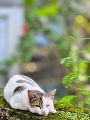 cat in the garden © Sanim 