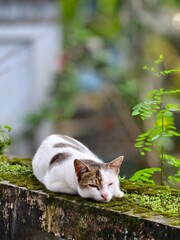 cat in the garden © Sanim 