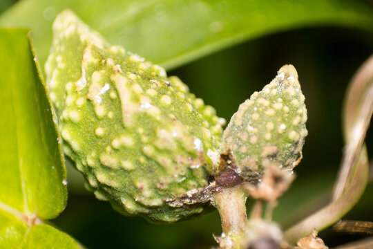 Close up of a Textured Green Plant Bud or Fruit Covered in Fine Hairs