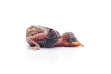 Newborn Baby Bird Lying Down Isolated on White Background © Hidayat Kai