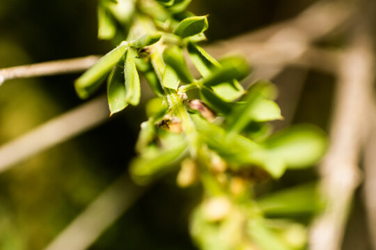 Detailed Close up of a Green Plant Stem with Hairs and Small Leaves