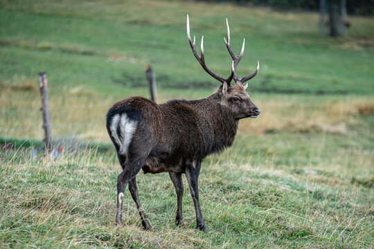 Cerf