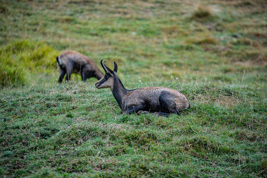 Chamois