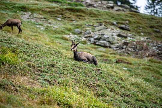 Chamois