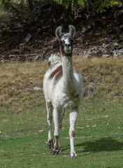 Fototapeta premium Lama