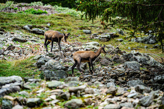 Chamois