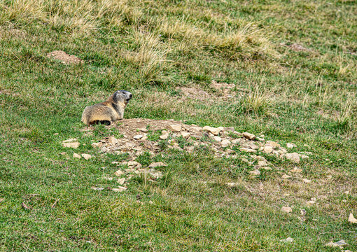 Marmotte dans le Massif des Aiguille rouges