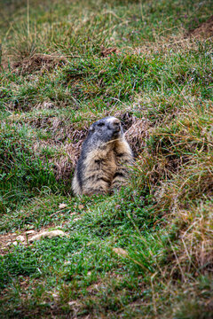 Marmotte dans le Massif des Aiguille rouges