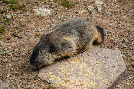 Marmotte dans le Massif des Aiguille rouges