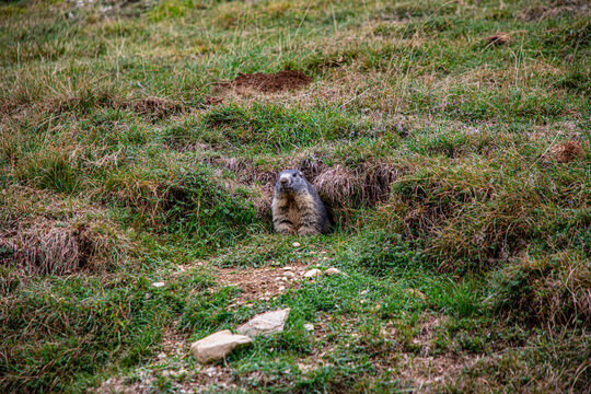 Marmotte dans le Massif des Aiguille rouges
