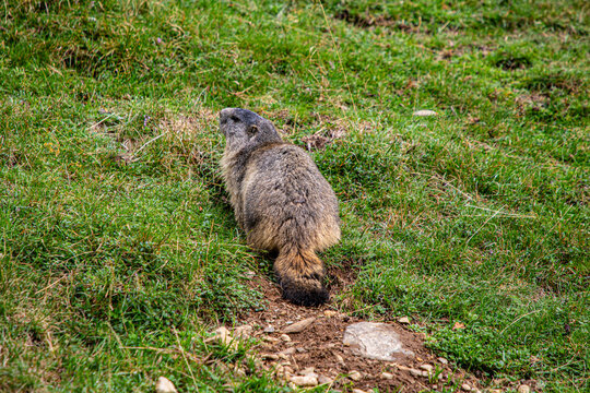 Marmotte dans le Massif des Aiguille rouges