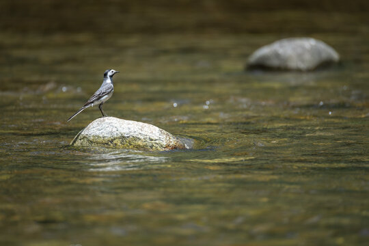 White wagtail (Motacilla alba) perched on rock in shallow stream