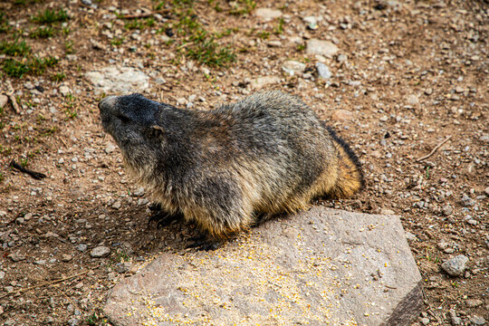 Marmotte dans le Massif des Aiguille rouges