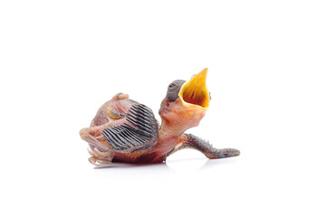 Hungry Newborn Baby Bird Begging for Food Isolated on White Background © Hidayat Kai
