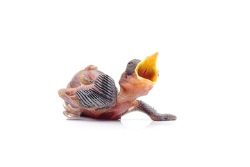 Hungry Newborn Baby Bird Opening Beak Wide Isolated on White Background © Hidayat Kai