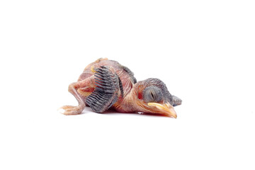 Newborn Baby Bird Lying Down Isolated on White Background © Hidayat Kai