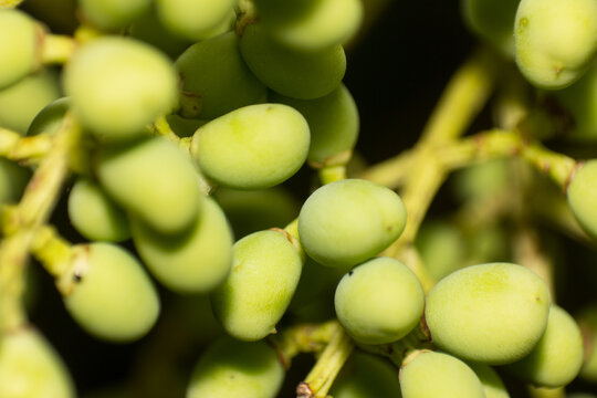 Close up of Vibrant Green Unripe Fruits Clustered on a Branch