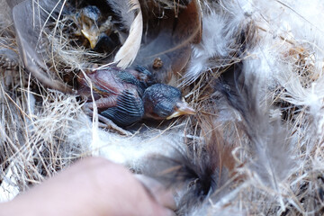 Newborn Baby Birds Resting inside Natural Nest with Feathers and Straw © Hidayat Kai