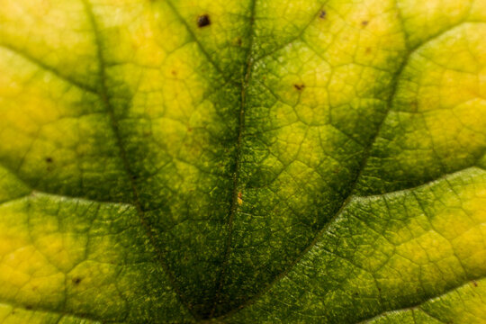 Vibrant Close up of a Leaf Transitioning from Green to Yellow