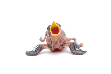 Hungry Newborn Baby Bird Begging for Food Isolated on White Background © Hidayat Kai