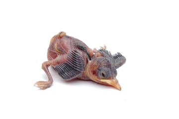 Newborn Baby Bird Lying Down Isolated on White Background © Hidayat Kai