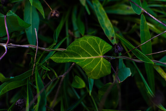 Vibrant Green Leaf and Dark Vine Amidst Lush Foliage in a Shaded Forest