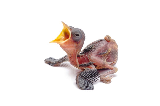 Hungry Newborn Baby Bird Opening Beak Wide Isolated on White Background