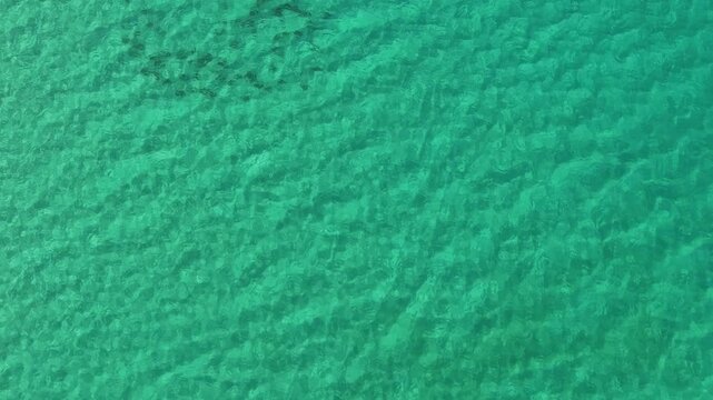 Aerial top down view of a school of sardines swimming in the turquoise Sea of Cortez in La Ventana.