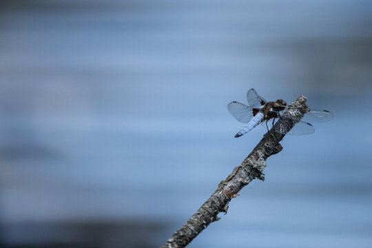 Male broad-bodied chaser (Libellula depressa) perched on twig