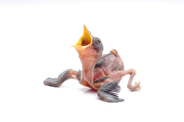 Hungry Newborn Baby Bird Begging for Food Isolated on White Background © Hidayat Kai