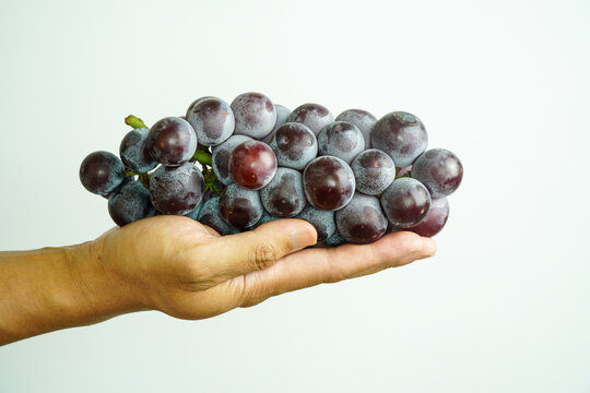 Close up of a Hand Holding a Fresh Bunch of Ripe Purple Grapes