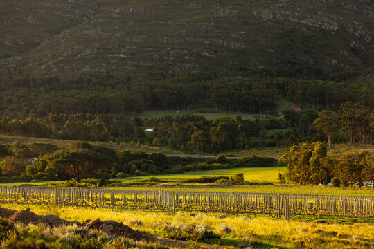 vineyard, farm land, trees, klein mountains at sunset, stanford, south africa, 