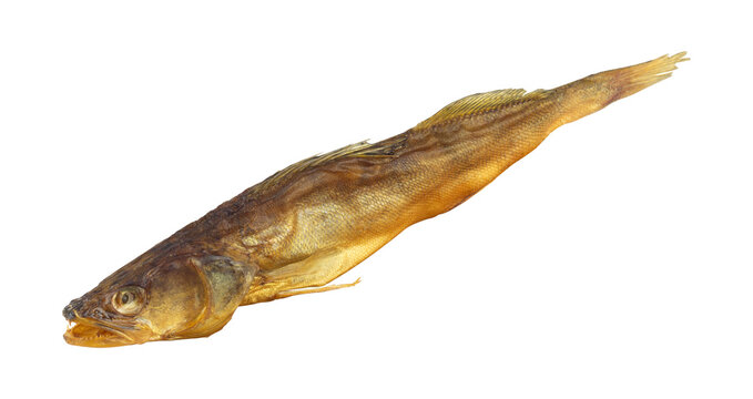 Whole smoked zander fish isolated from background. Hot smoked pike perch river fish gourmet snack isolated clipping path