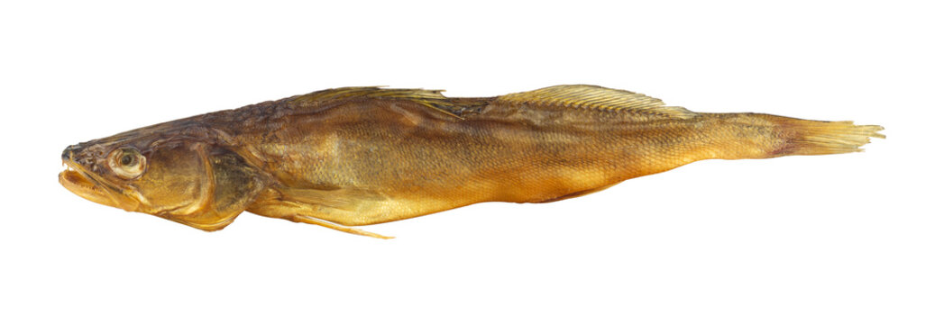 Whole smoked zander fish isolated from background. Hot smoked pike perch river fish gourmet snack isolated clipping path