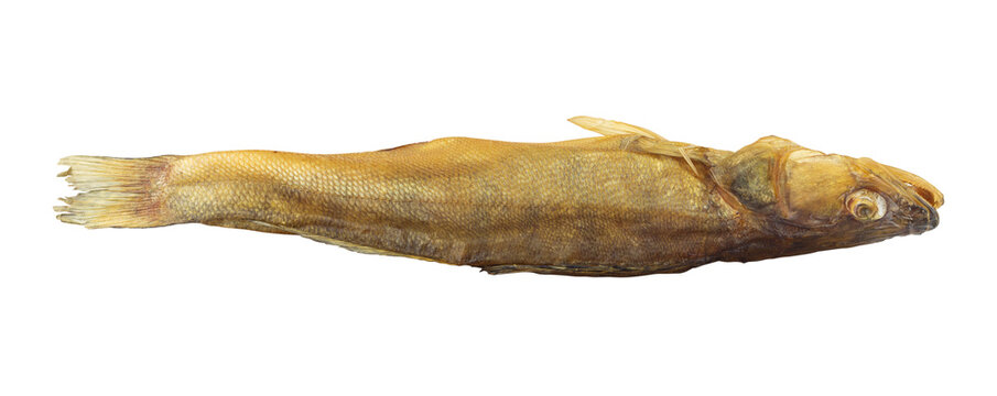 Whole smoked zander fish isolated from background. Hot smoked pike perch river fish gourmet snack isolated clipping path
