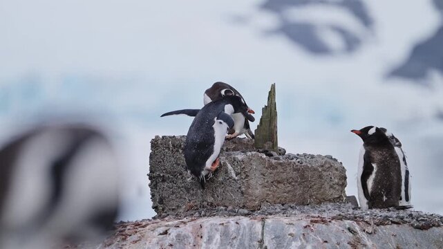 Penguins on Human Structure in Antarctica Showing Human Impact on Conservation, the Natural World and Habitat on Antarctic Peninsula Wildlife and Animals Nature Travel Vacation
