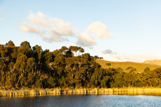 trees and pond at sunset, Stanford, South Africa