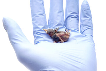 Newborn Baby Bird Held in Hand Wearing Blue Medical Glove on Isolated White Background © Hidayat Kai