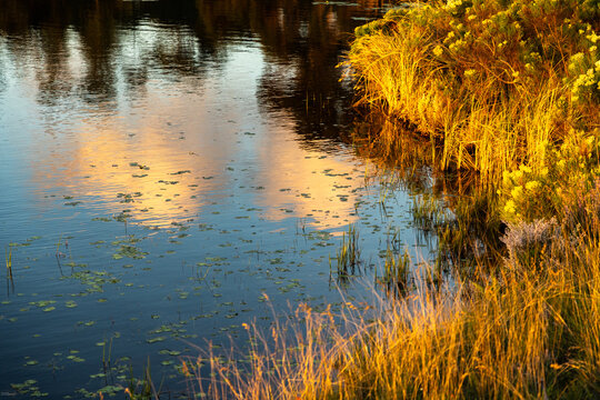 placid pond, water lilies, and reflections, Stanford, South Africa