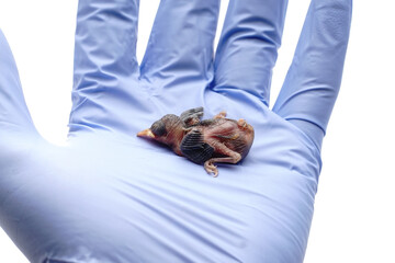 Newborn Baby Bird Held in Hand Wearing Blue Medical Glove on Isolated White Background © Hidayat Kai