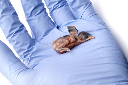 Newborn Baby Bird Held in Hand Wearing Blue Medical Glove on Isolated White Background