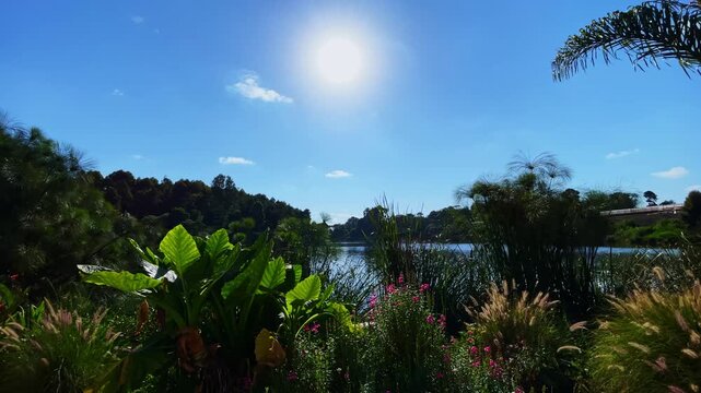 Reeds and Wildflowers